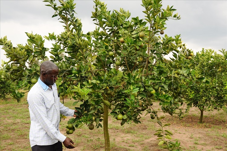 How to grow oranges New Vision Official