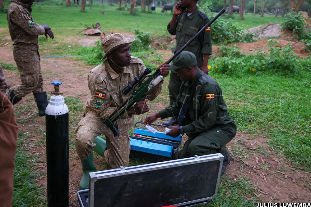 Vet doctors preparing their equipment including a darting gun for tranquilizing the rhinos before translocating them to Ajai Wildlife Reserve. (Photo by Julius Luwemba)