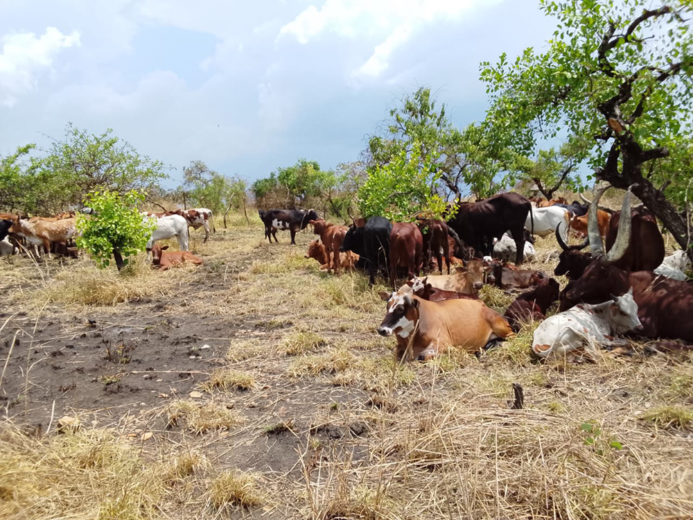 The stolen cattle were intercepted on February 13, 2026.