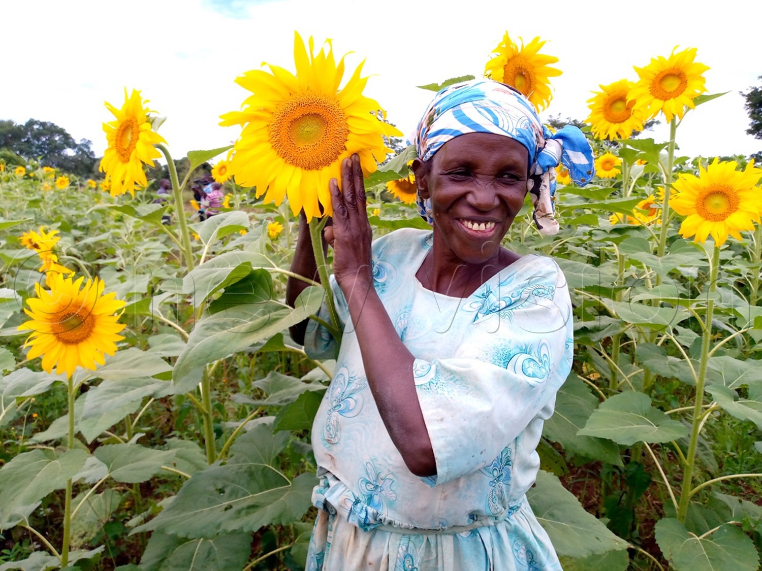 Okello advises that sunflower seeds must be purchased only from commercial seed companies. (Credit: Umar Nsubuga)