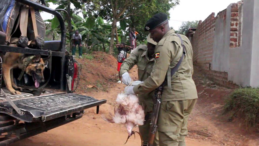 Police officers holding the chicken which was found besides the deceased. (Photo by Eric Yiga)