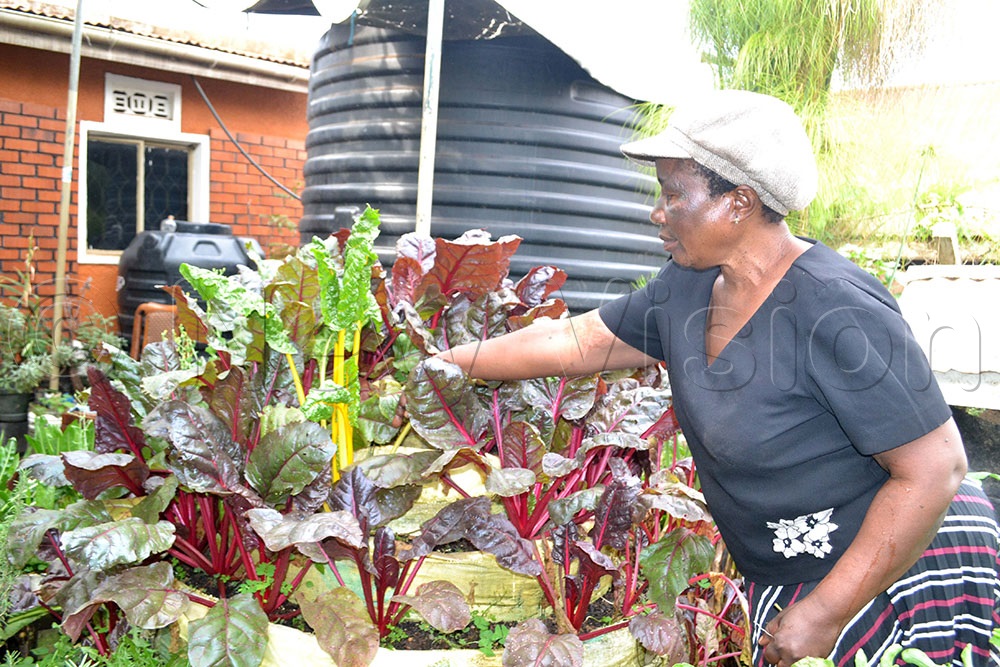 Nakabaale showcasing  different species of spinach