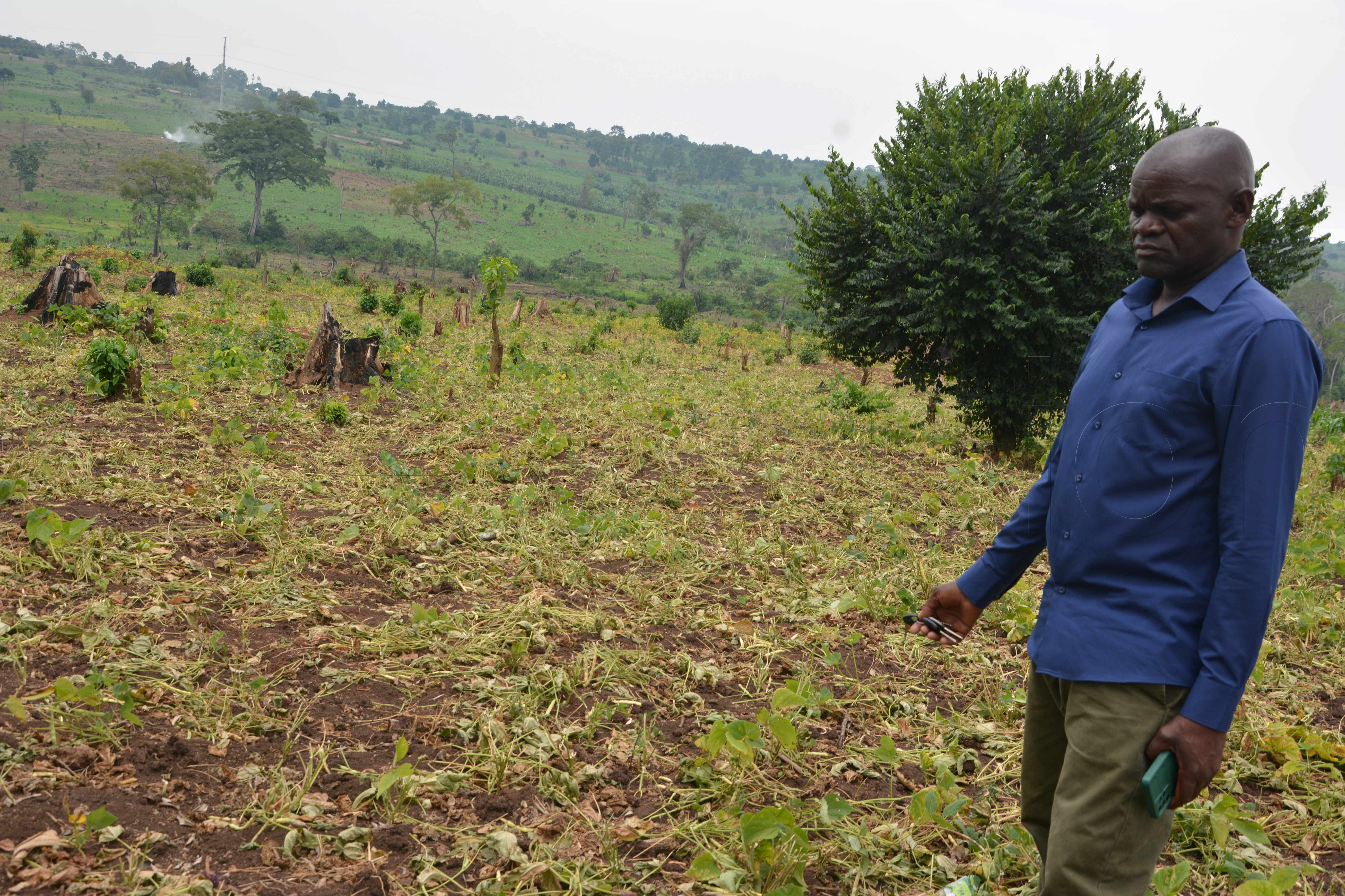 Kasongo-Kyangwali Police Station, showing the bean gardens allegedly destroyed by the officers. (Credit: Peter Abaanabasazi)