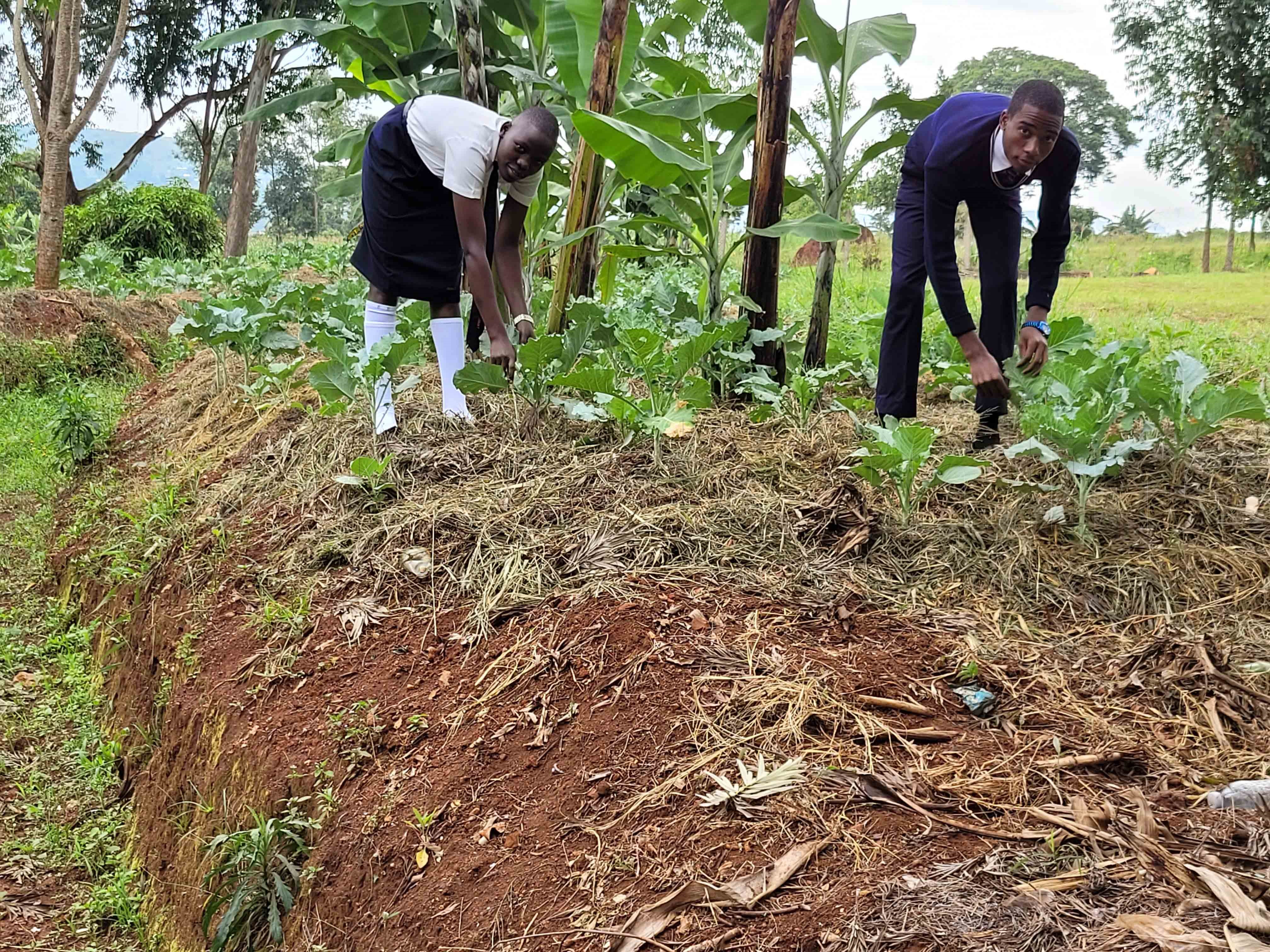 Emu ku nnimiro abayizi we balimira.