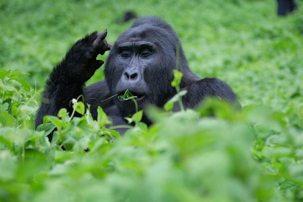 A gorilla browsing on leaves and tendrils. (Courtesy photo)