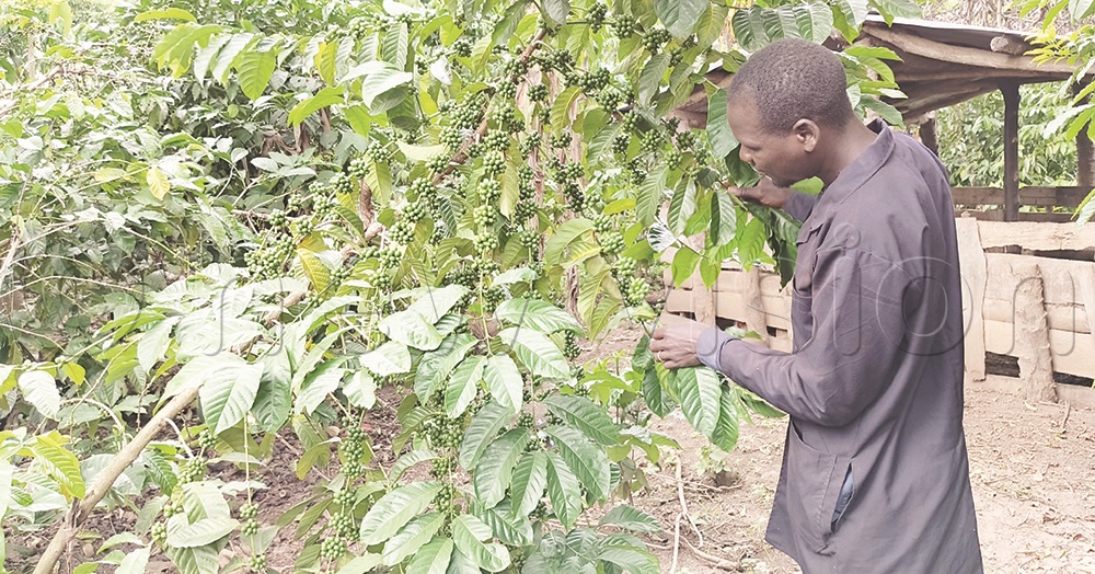 Ojok inspecting his coffee plantation.