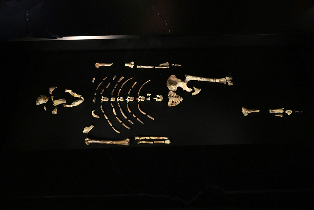 The bone fragments of human ancestor Australopithecus afarensis 'Lucy' are displayed at the Czech National Museum in Prague on August 25, 2025. (Photo by Michal Cizek / AFP)