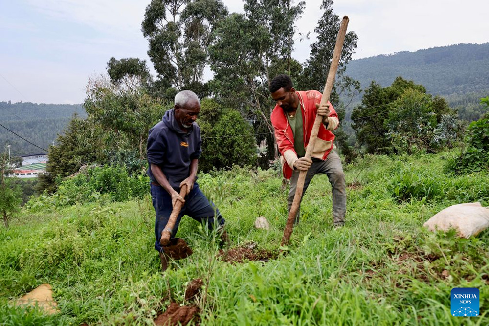 Millions of Ethiopians and foreign nationals in the country took part in a nationwide tree-planting campaign on Monday. (Xinhua/Geng Xinning)