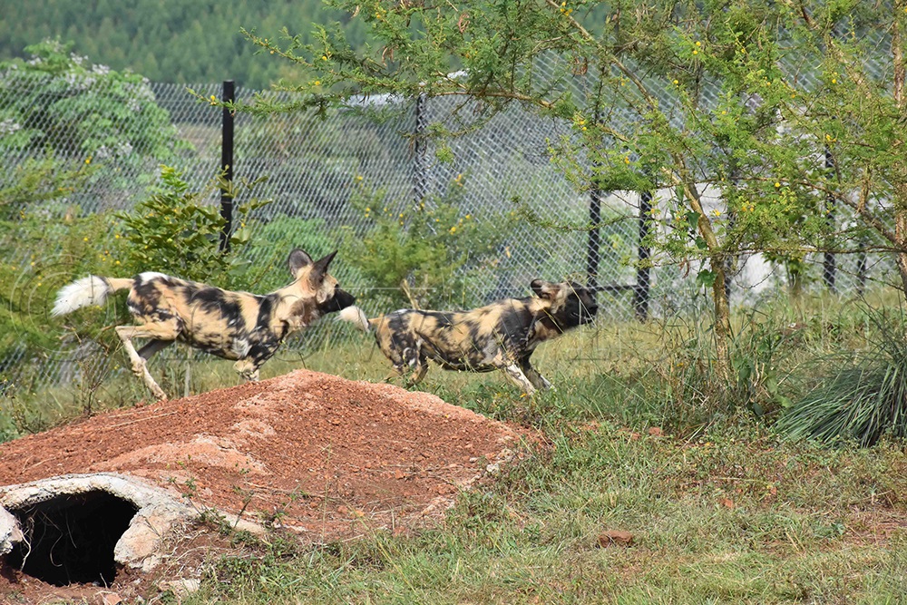 African wild dogs reintroduced in Uganda's wildlife New Vision Official