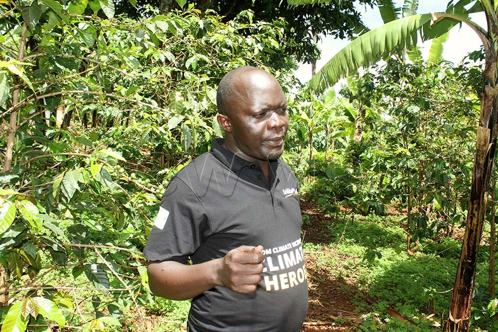 Farmers in Sebei embrace agroforestry