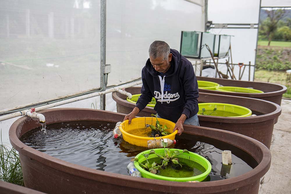 Israel Correa works at the Achoque Protection Reserve in the community of San Jeronimo Purenchecuaro on the shores of Lake Patzcuaro in San Jeronimo Purenchecuaro, Michoacan state, Mexico on June 11, 2025. (Credit: AFP)
