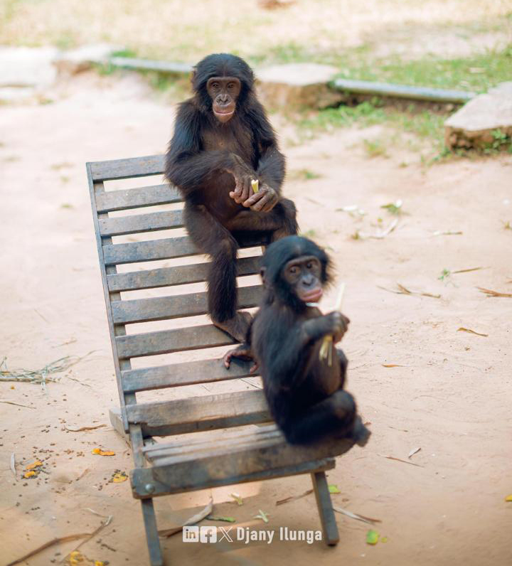 Chimpanzees playing. (Courtesy)