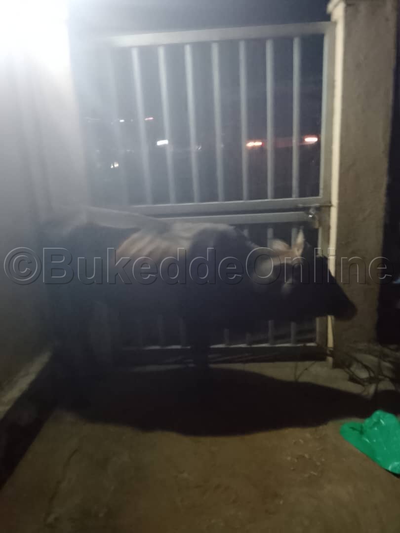 Ente eyookubiri egambibwa okuba enzibe
