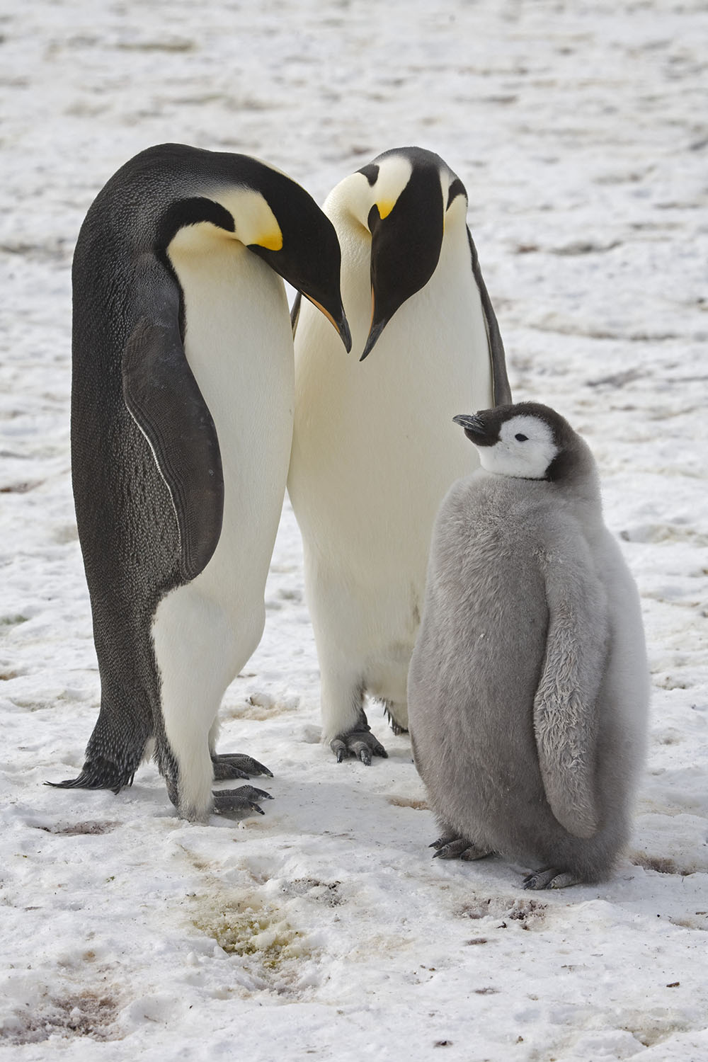 This undated handout photograph released by The British Antarctic Survey on April 8, 2026, shows Emperor Penguins and a chick at Halley Research Station on Antarctica. (Credit: AFP)