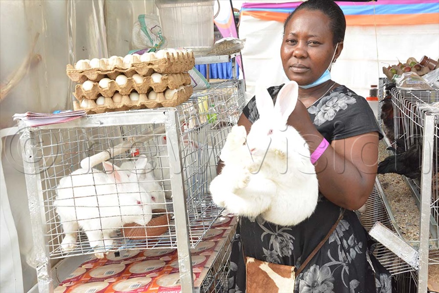 📸 Interested in rabbit farming? Here are the handy facts Bukedde