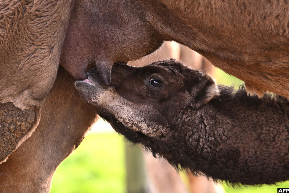 A young camel suckling from its mother on a farm called Humpalicious on the outskirts of the South Australian town of Robe.
