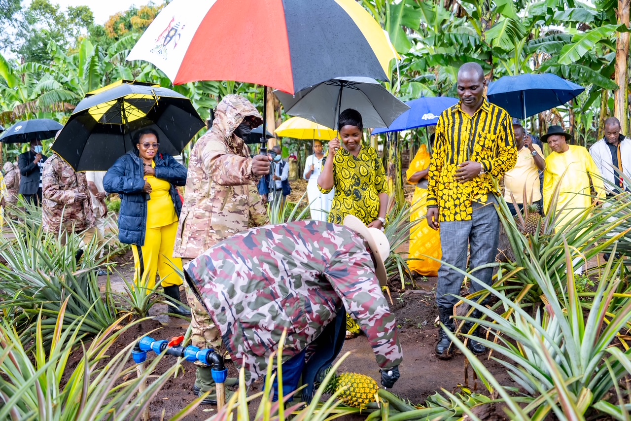 Purezidenti Museveni arikushashura enanaansi aha faamu ya Kamanyire Demonstration Farm omu disiturikiti eya Kakumiro.