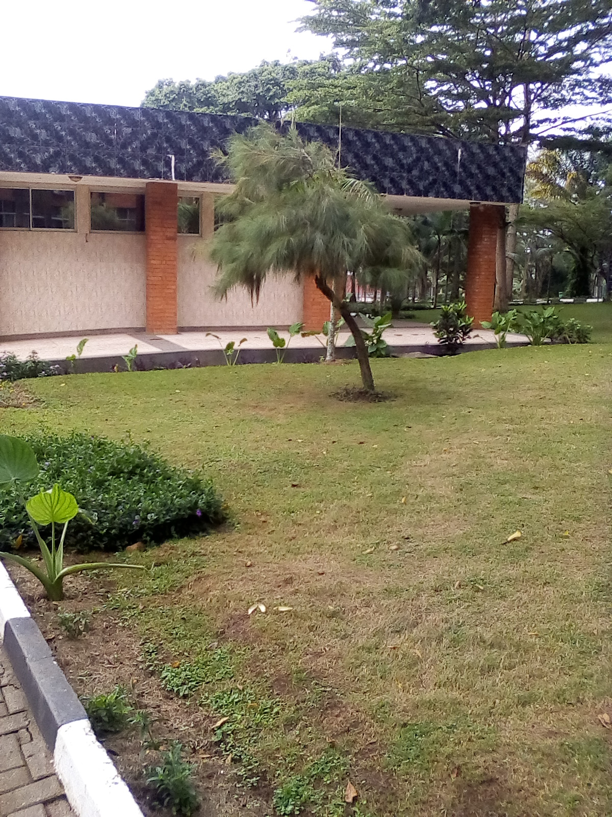 Choose the best grass that will grow well under treesheds New Vision