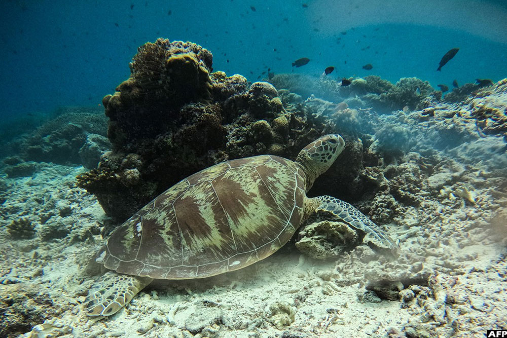 An endangered adult green sea turtle rests on the sandy seabed next to a coral reef formation off the coast of Mataking Island. (AFP)