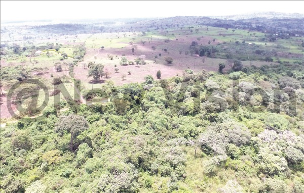 What looks like a vacant plot in Bugoma Forest. Encroachers have been destroying the forest for years 