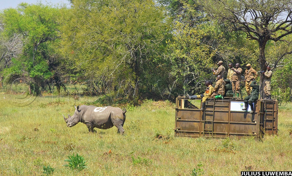 One of the translocated Rhinos upon being released to the wild landscapes of Ajai Wildlife reserve in Madi Okollo district. (Photo by Julius Luwemba)