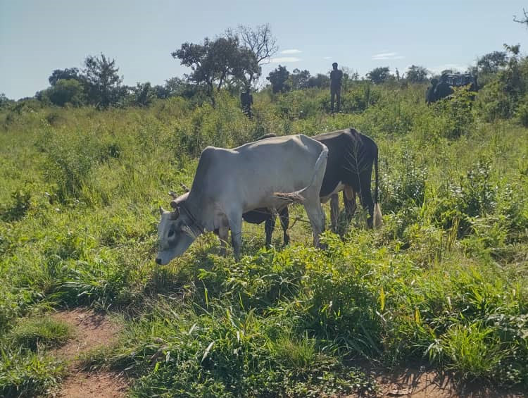 The Oxen belonging to the two famers killed by UPDF soldiers. (Credit: UPDF)