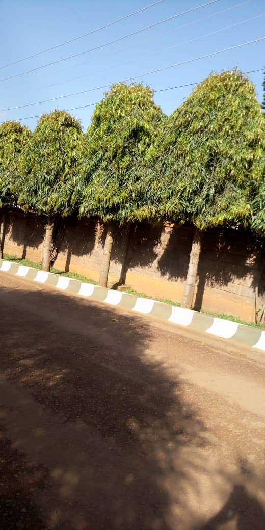 Ashoka tree