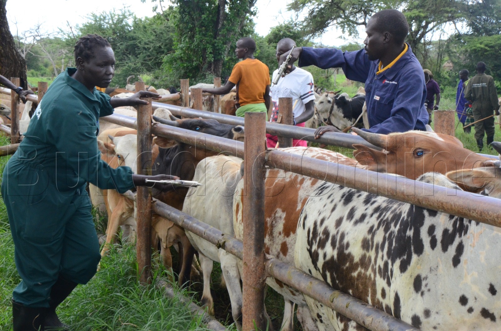 Abasawo be bisolo  mu bitundu bye Karamoja nga bagema ente  okutangira Kalusu .