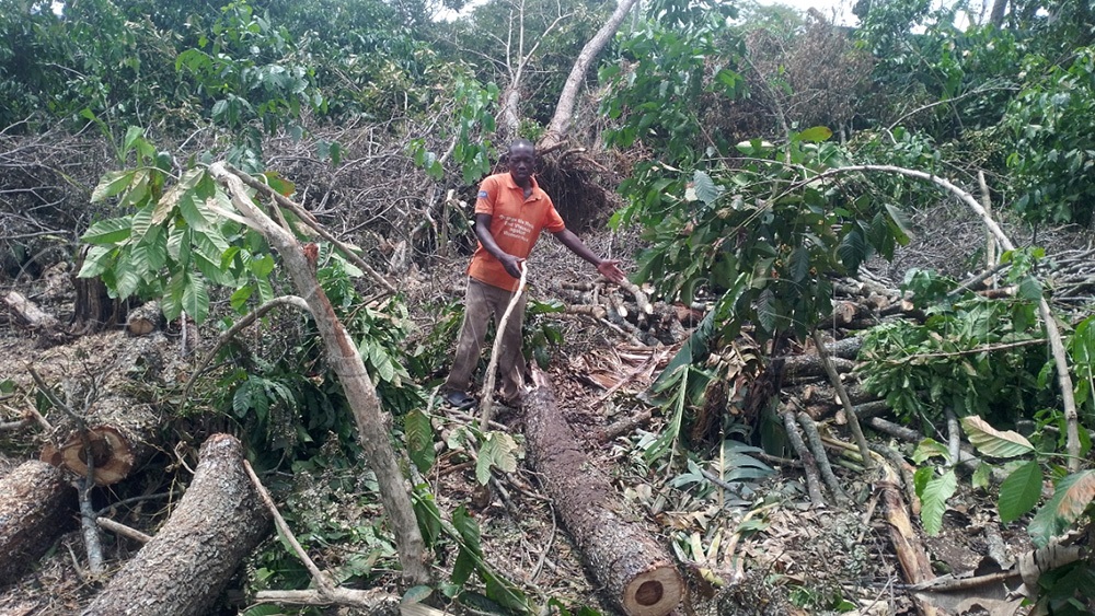The storm uprooted trees, destroyed household property, and killed an unspecified number of domestic birds. (Photo by Frederick Kiwanuka)