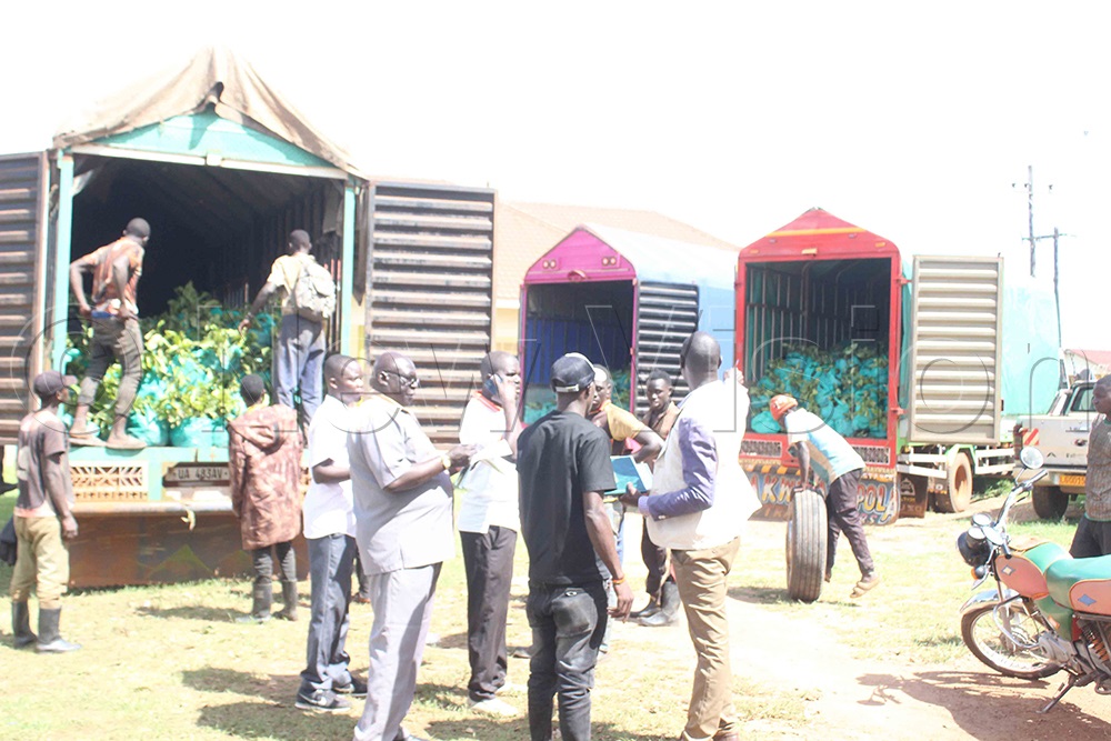 Some of the farmers and district leaders of Kaberamaido looking at some of the trucks that delivered the coffee seedlings to the farmers of Kaberamaido. (Photo by Michael Onyinge)