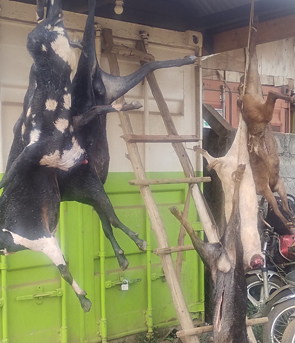 The slaughtered goats hanging on a rope. (Courtesy)