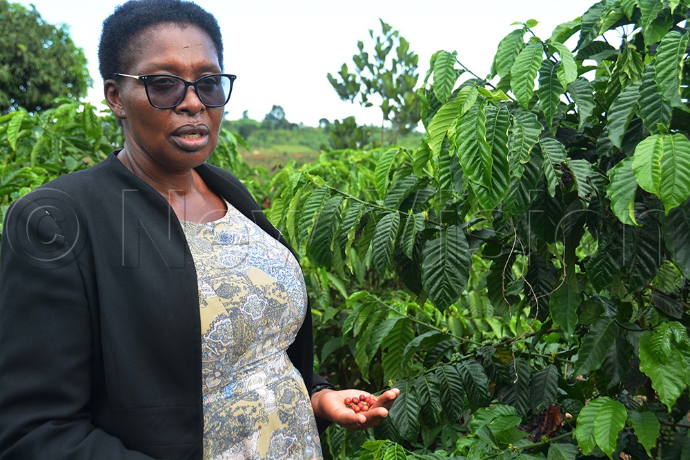 Literacy and Adult Basic Education (LABE) Executive Director Stella Tumwebaze inspects a coffee plantation in Kalungu District. (Photo by Francis Emorut)