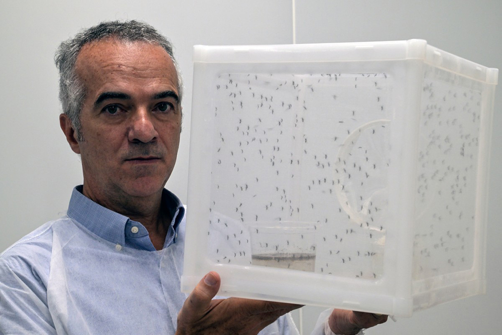 Brazilian researcher Luciano Moreira, from the World Mosquito Program Brazil, poses with a cage with Aedes aegypti mosquitoes after an interview with AFP in Curitiba, Parana state, Brazil on March 19, 2026. (AFP)