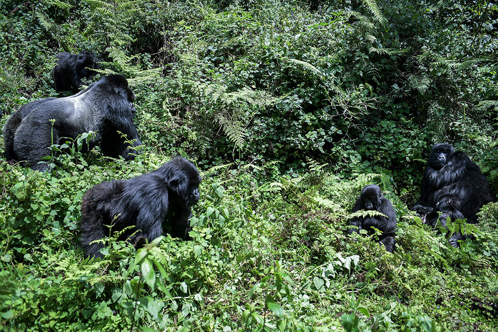 Mountain gorilla's from the Muhoza family move towards their nest at the Volcanoes National Park, Rwanda, on October 29, 2021. With hundreds of mountain gorillas in residence, the Volcanoes National Park in Rwanda is a conservation triumph. (Photo by Simon MAINA / AFP)