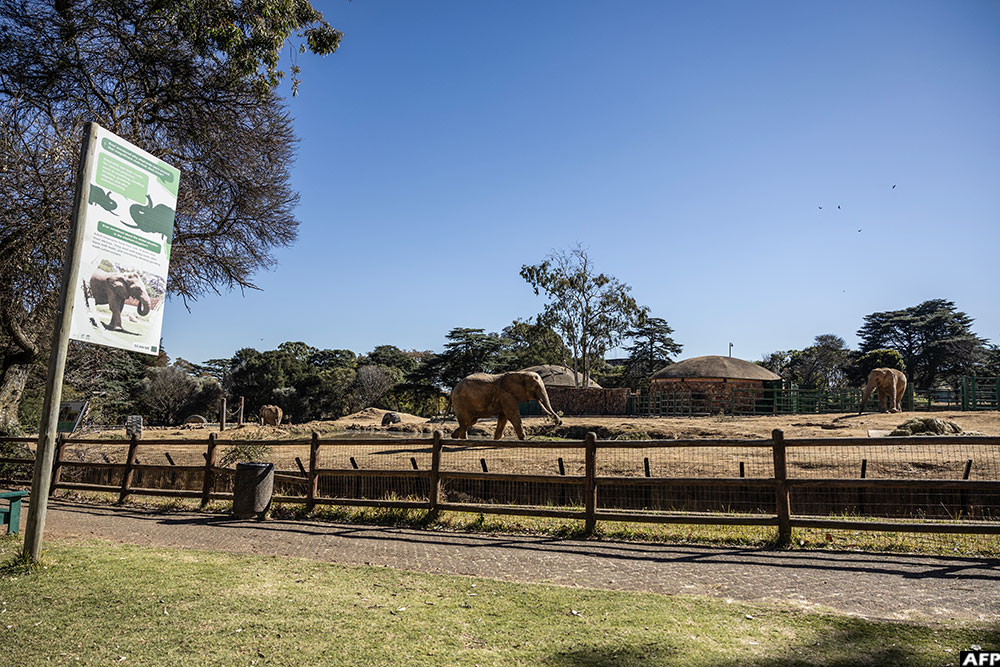  Johannesburg Zoo's remaining elephants Lammie, Ramadiba and Mopani walk around the enclosure in Johannesburg on July 24, 2026
