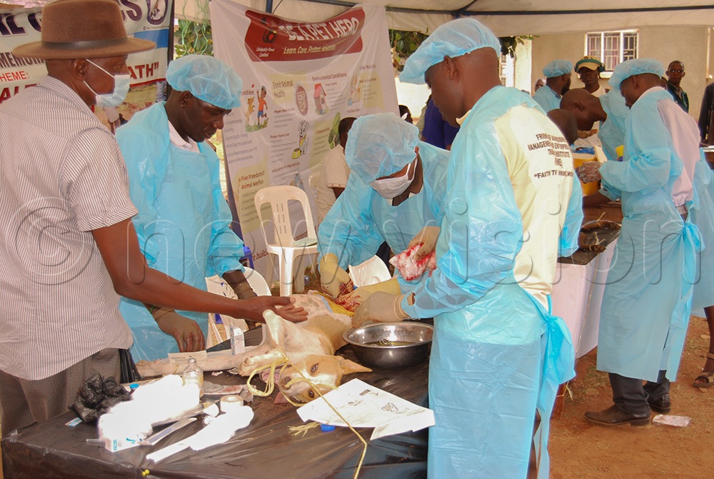 News: Over 1,300 dogs vaccinated against rabies in Iganga