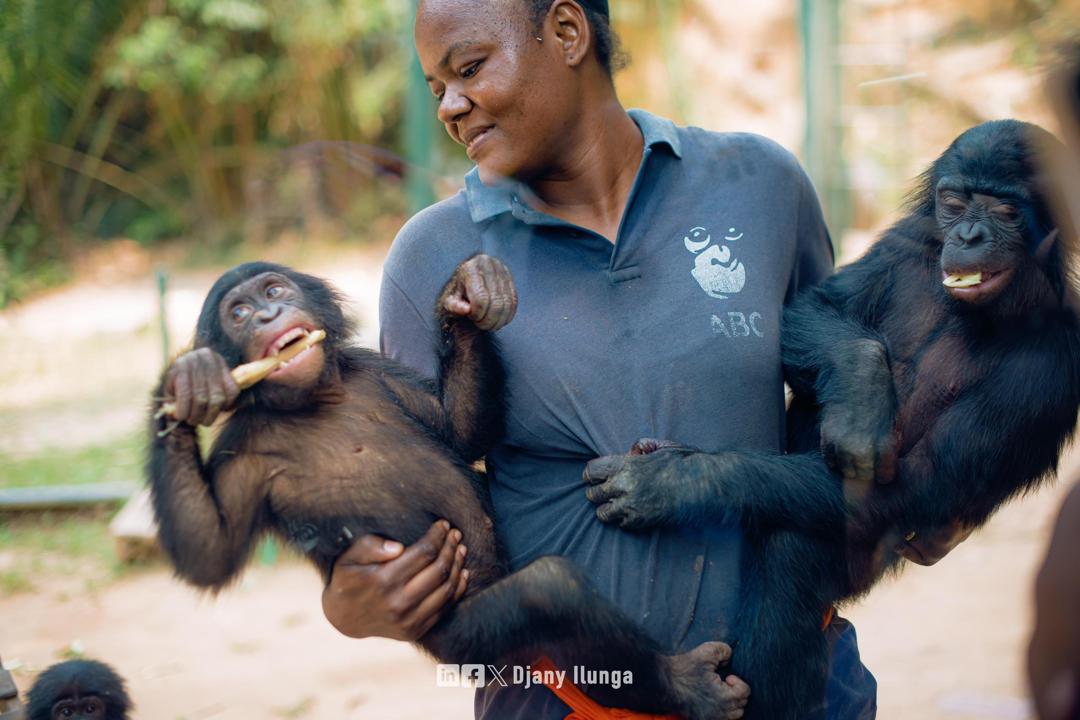 A lady carrying two Chimpanzees. (Courtesy)