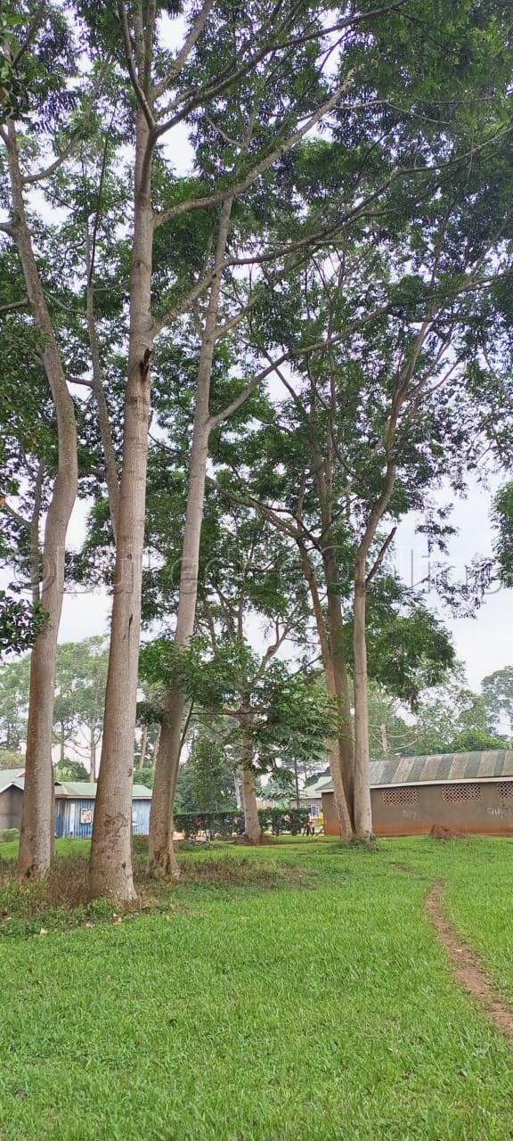 Egimu ku miti egiri mu ssomero.