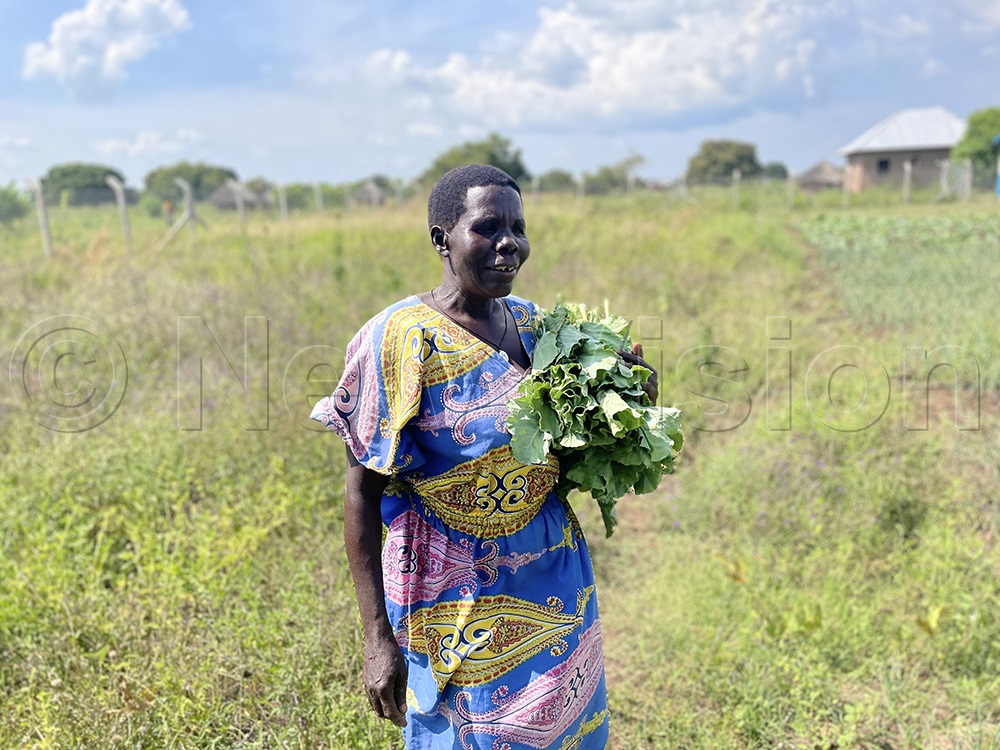 An old woman from Katakwi district rejuvenates after harvesting African spinach. She says in the past drought was the order of the day but with the extension of water life has changed. She can grow all seasons. (Credit: Ibrahim Ruhweza)