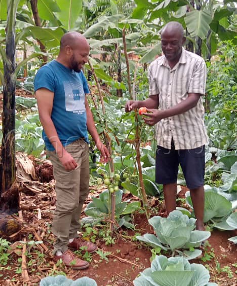 Moses Kisiibo explaining the best farming practices he applies to his banana plantation near Kabaale trading centre in Manafwa district. Kisiibo blames the decline in banana production in Bugisu on overlapping.