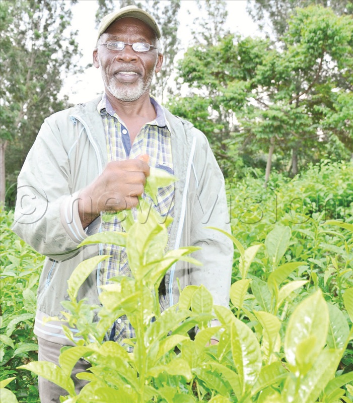 The engineer-turned-farmer grows tea.