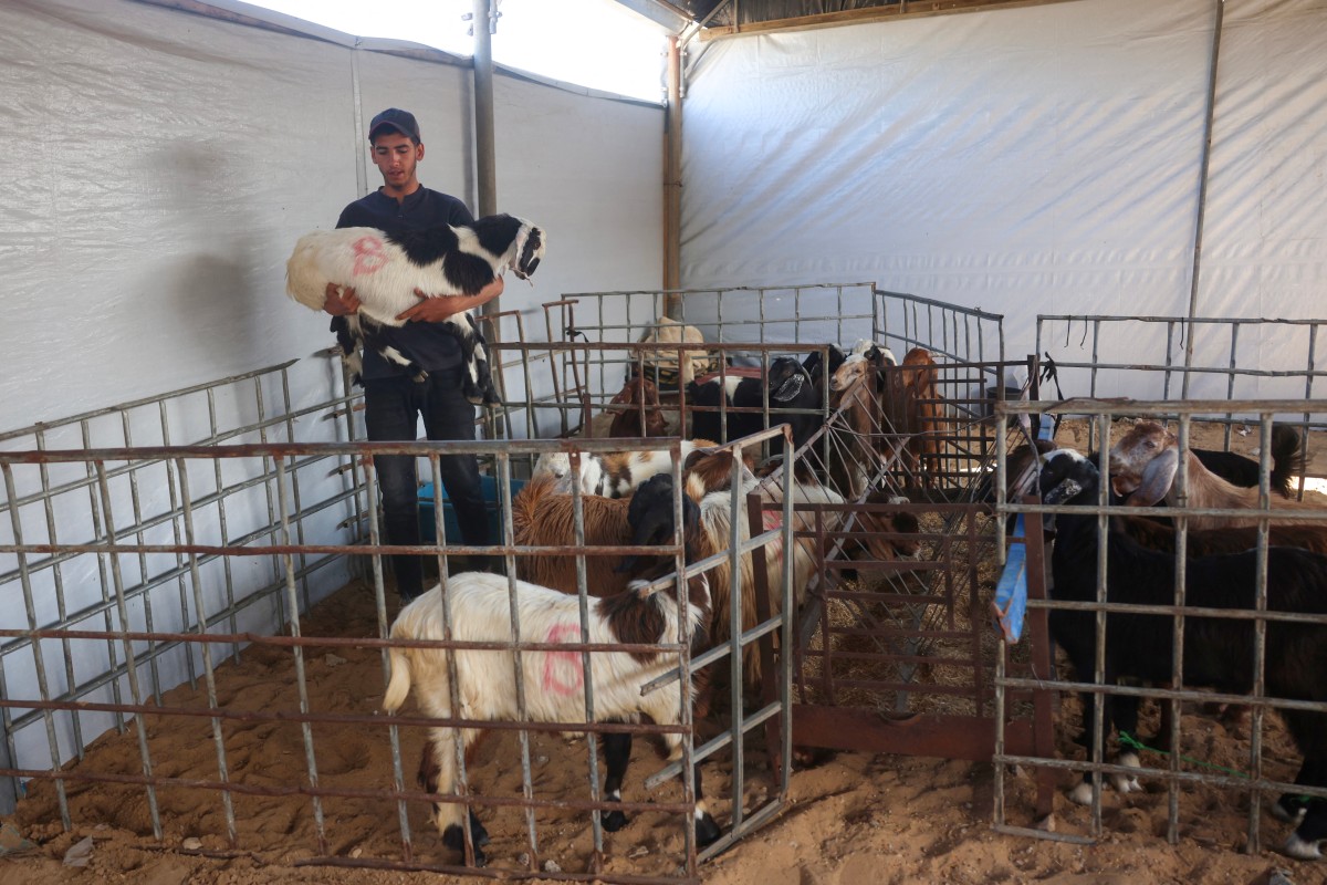 A displaced Palestinian tends to his livestock in a tent sheltering animals, ahead of the Eid al-Adha holiday in Khan Yunis in the southern Gaza Strip on May 26, 2026. AFP