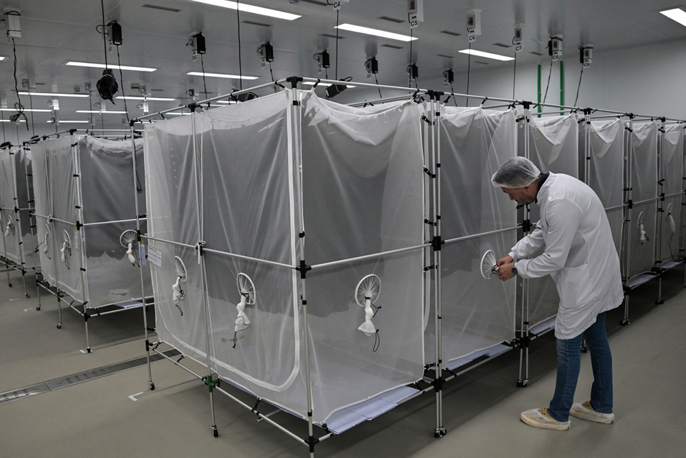 A researcher examines Aedes aegypti mosquitoes kept in cages to collect their eggs, at a laboratory of biotech company Wolbito do Brasil, in Curitiba, Parana state, Brazil on March 19, 2026. (AFP)