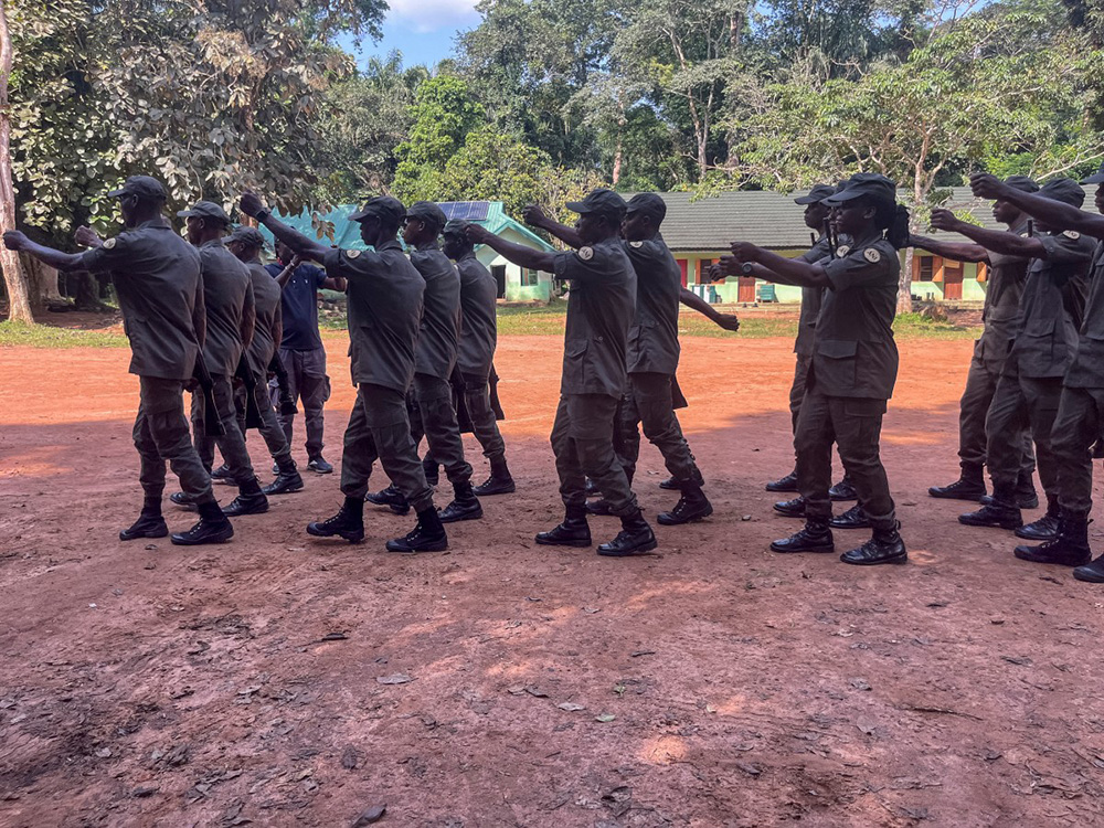 Africa Nature Investors (ANI) rangers train at their barracks before heading out on patrol deep in the Okomu National Park on November 11, 2025. Every day, the rangers patrol the narrow, damp trails to track down hunters and loggers operating illegally. (Photo by Leslie FAUVEL / AFP)