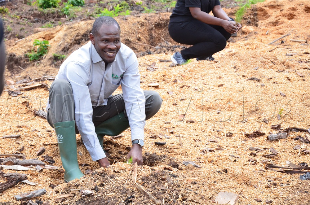 Stuart Maniraguha, the Acting Executive Director of NFA, planting a tree.