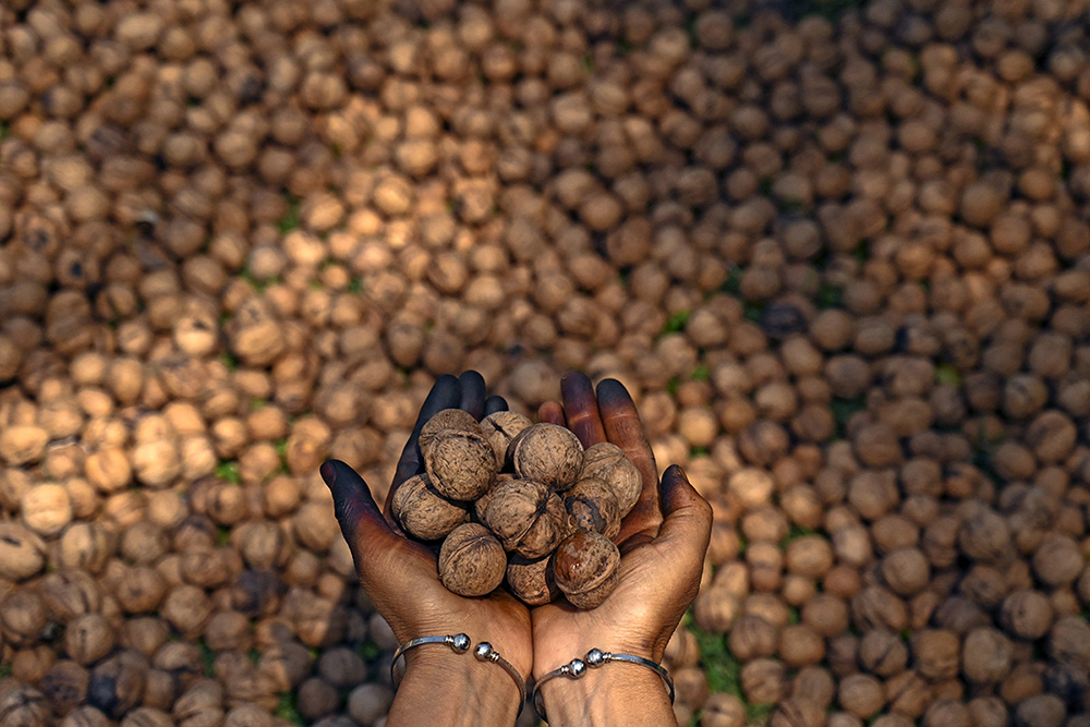 A farmer shows freshly picked walnuts on the outskirts of Srinagar on September 15, 2022. (Photo by Tauseef MUSTAFA / AFP)
