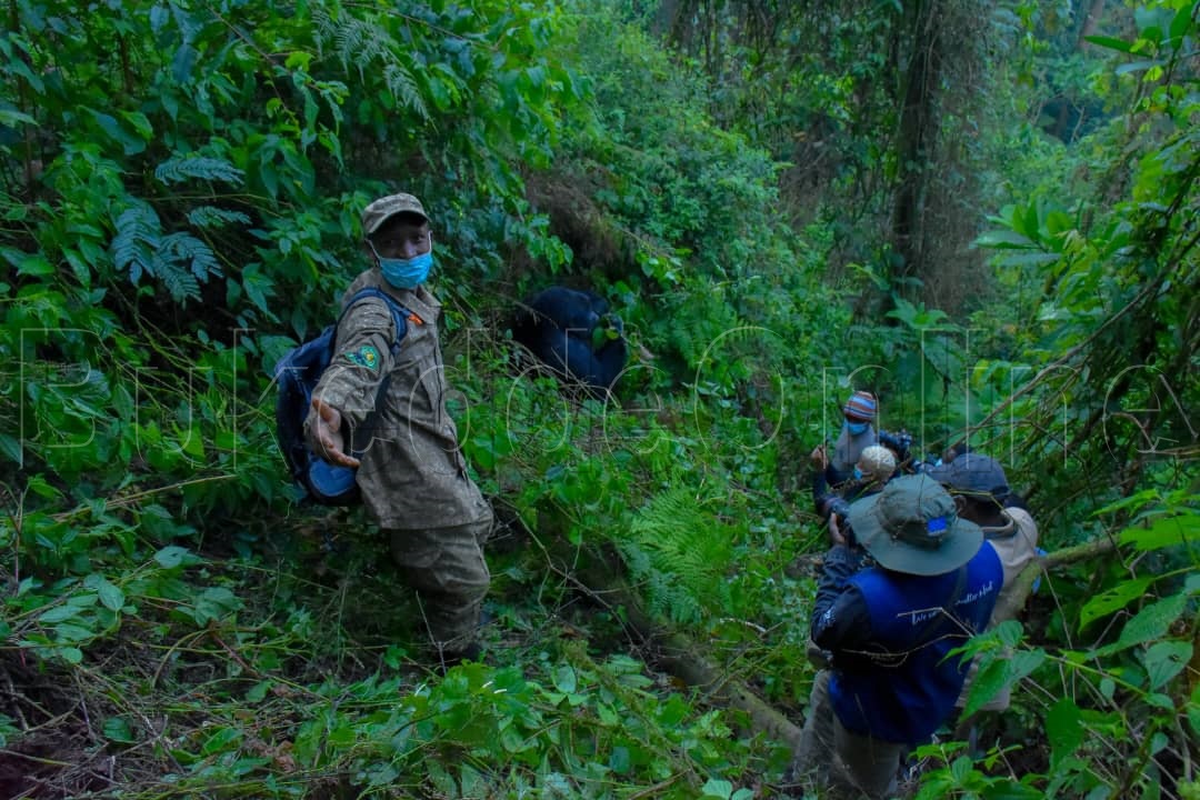 Abamu ku balambuzi nga balaba amazike mu Kkuumiro lya Bwindi  e Kanungu.