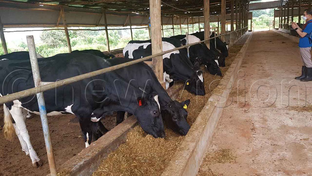 Koreans root for improved care and management of Uganda’ dairy cattle