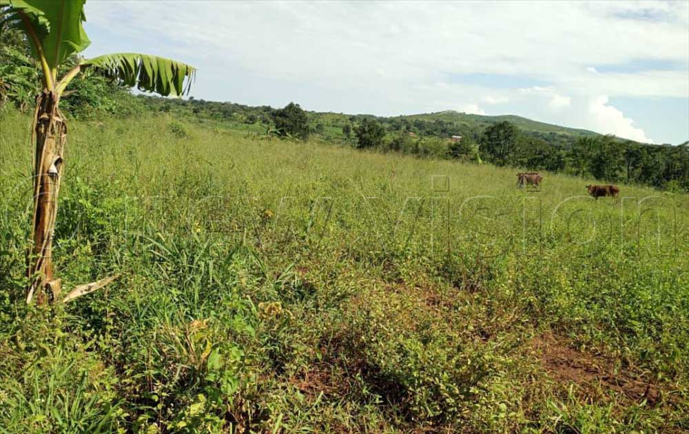 Govt suspends campaigning LC1 leaders from overseeing land transactions