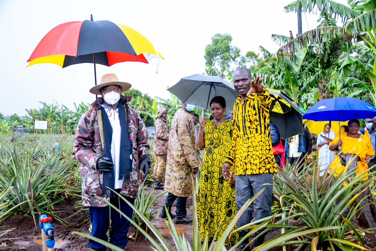 Purezidenti Museveni arikurambura faamu eziriho enkora ya 4-acre model plan omu disituriki eya Kakumiro.